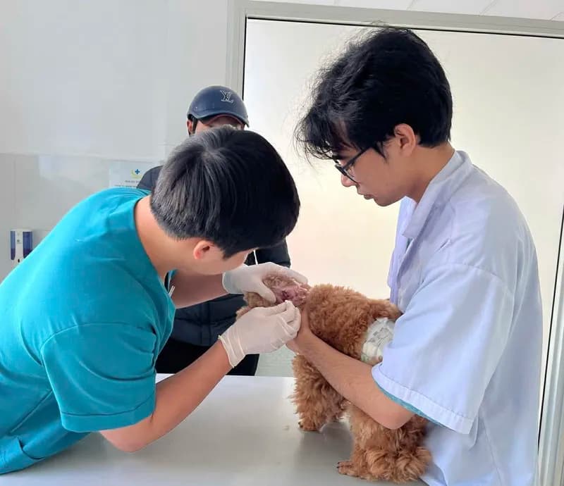 Poodle dũng cảm 💪